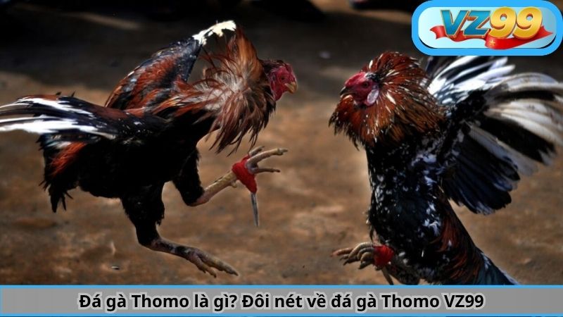 Đá gà Thomo là gì? Đôi nét về đá gà Thomo VZ99