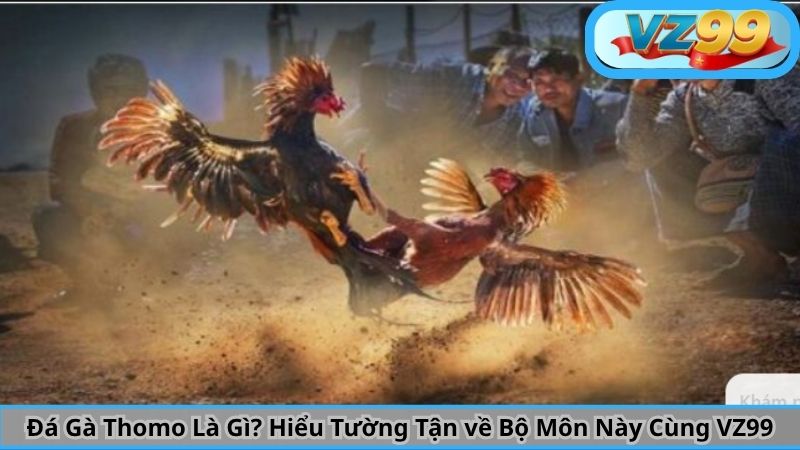 Đá Gà Thomo Là Gì? Hiểu Tường Tận về Bộ Môn Này Cùng VZ99