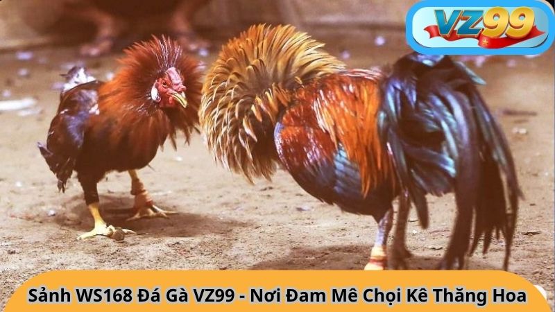 Sảnh WS168 Đá Gà VZ99 - Nơi Đam Mê Chọi Kê Thăng Hoa