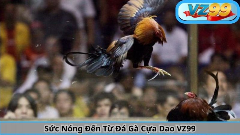 Sức Nóng Đến Từ Đá Gà Cựa Dao VZ99