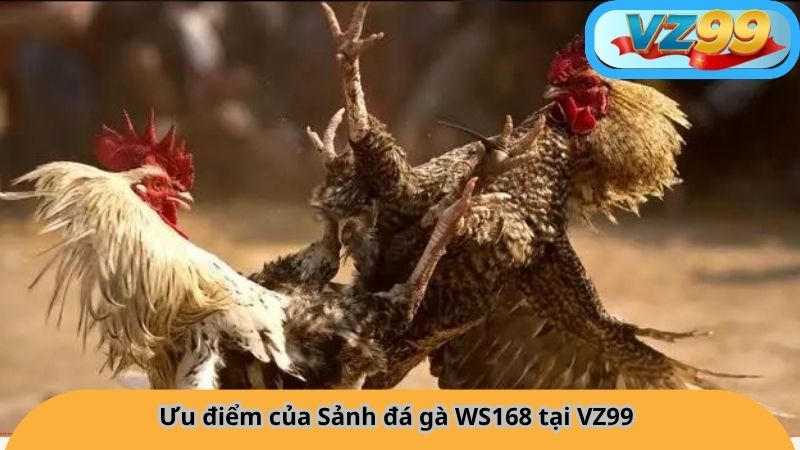 Ưu điểm của Sảnh đá gà WS168 tại VZ99