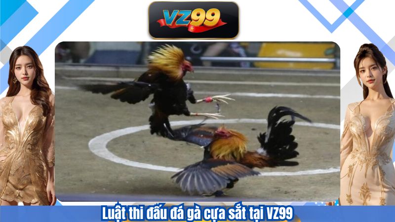 Luật thi đấu đá gà cựa sắt tại VZ99